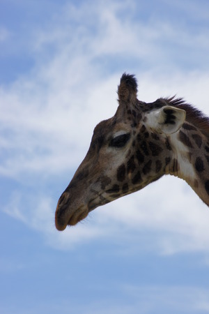 Head shot of giraffe, white clouds, blue sky background の写真素材
