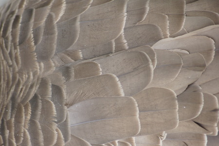 Close up, macro of Canada Goose feathers の写真素材