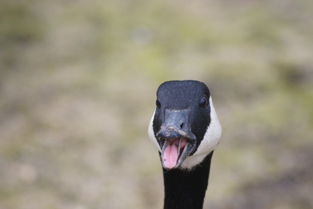 Close up  head shot  of Canada Goose with beak open, tongue and teeth showing の写真素材