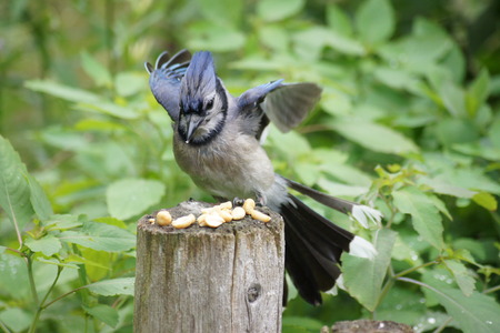 Blue jay landing on a fence post の写真素材