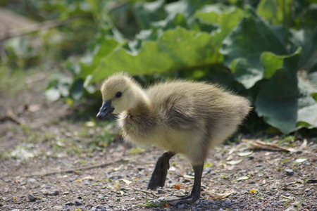 Canada Goose gosling taking a step.