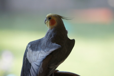 Cockatiel stretching his wing.の写真素材