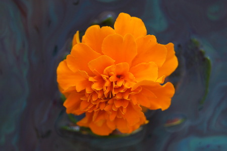 Isolated marigold, multi colored swirl background.の写真素材