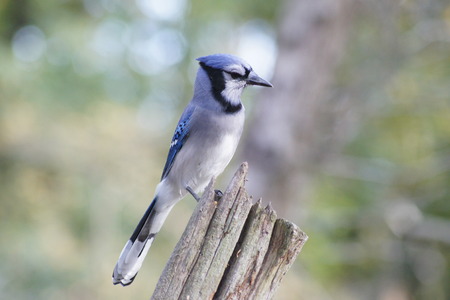 Sideview of bluejay perched on a log.の写真素材