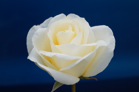 Isolated white rose, blue background.のeditorial素材
