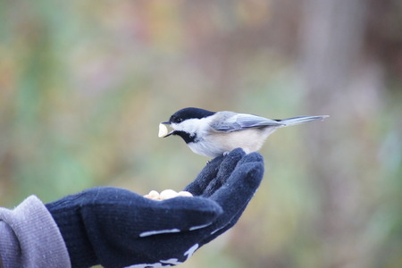 Black capped chickadee on boy\'s hand with peanut in his beak.の写真素材