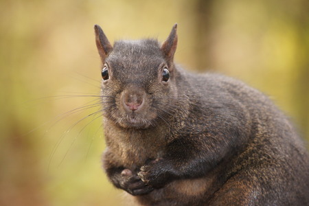 Black squirrel, hands together, green/yellow background.の写真素材