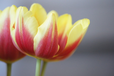 Close up of red and yellow tulips, grey background.の写真素材