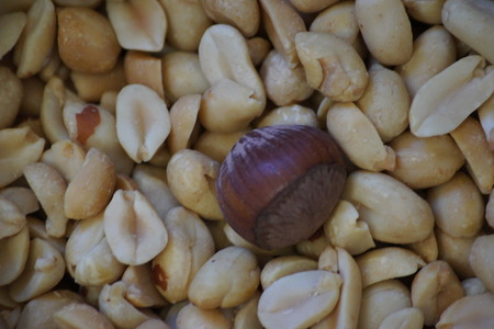 Close up of acorn amongst a  pile of peanuts.