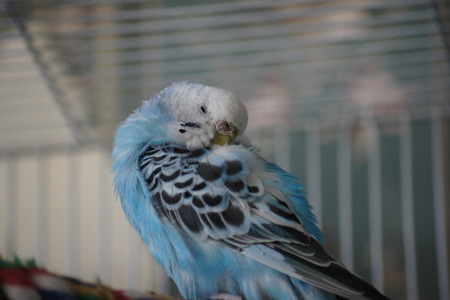 Grooming Blue Budgieの写真素材