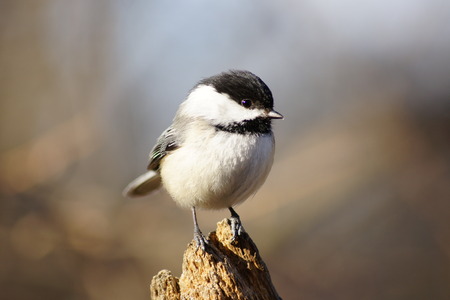 Close up of chickadee on tree stump.の写真素材