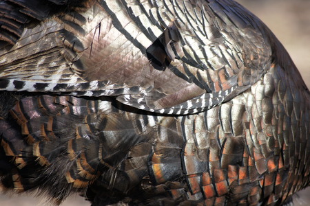 Turkey Feathers
