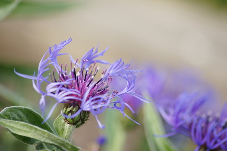 Purple Cornflower and leaves.の写真素材