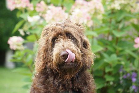 Brown Labradoodle with tongue out.の写真素材