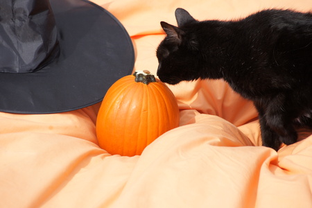 Black cat and pumpkin.の写真素材