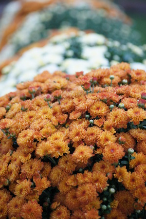 Row of chrysanthemums.の写真素材