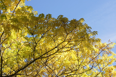 Sunlit yellow leaves meet blue sky.の写真素材