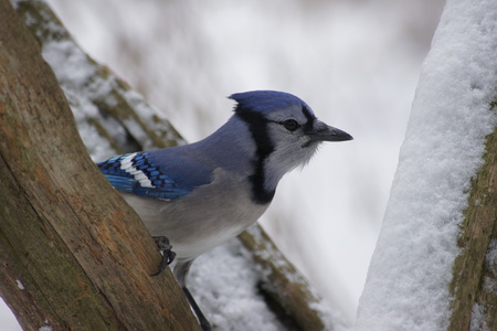 BLue Jay on fence post with snow.の写真素材