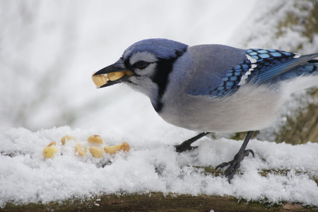 Blue jay with three peanuts in his beak.の写真素材