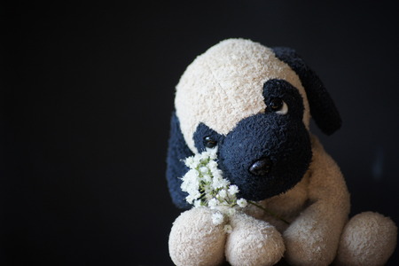 Stuffed puppy dog with sad eyes, black background.の写真素材