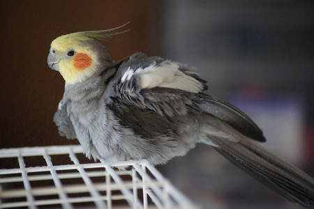 Cockatiel enjoying a spray bath on his cage.
