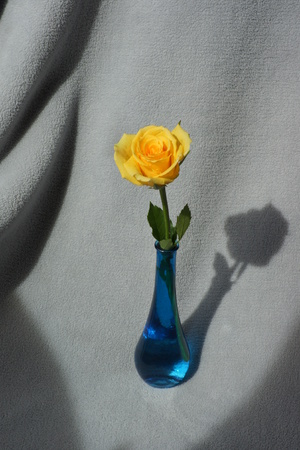 Yellow rose in blue vase with grey background.の写真素材