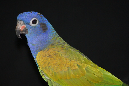 Close up of Blue Headed Pionus parrot.の写真素材