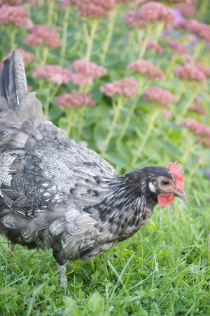 Black and white chicken with sedum in background.の写真素材