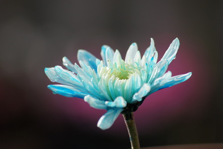 Blue and white chrysanthemum.の写真素材