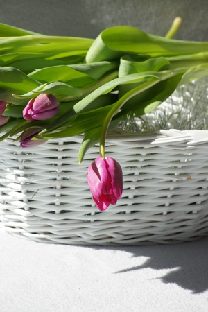Purple tulips hanging over the side of white basket.の写真素材
