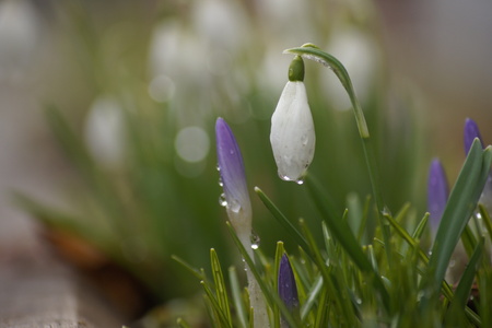 Spring flowers in the garden after rainfall.の写真素材