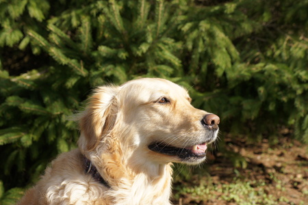 Close up, head shot of golden retriever.の写真素材