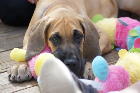 Great dane puppy lying on the ground with his toys.の写真素材