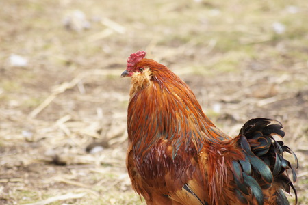 Brightly colored chicken stands alone, straw background.