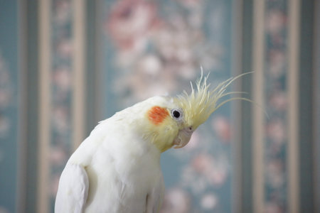 Female yellow cockatiel with risen crest, colorful background.の写真素材