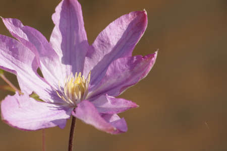 Close up of a purple sunlit clematis flower, gold background.