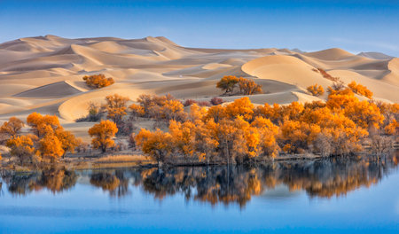 Under the blue sky, blue lake, beautiful sand dunes and Populus euphratica forest dyed in autumn color.の写真素材