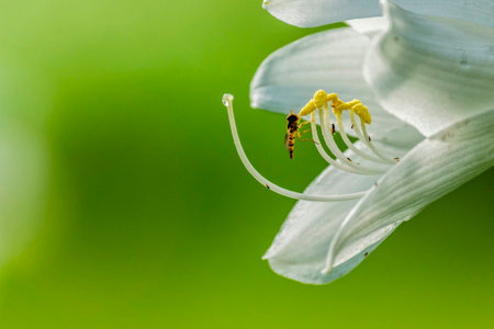 A bee is eating pollen from a hosta flower.