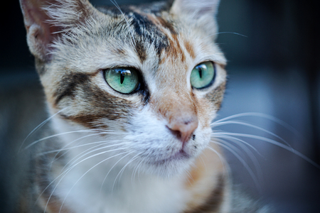 closeup of a catの写真素材