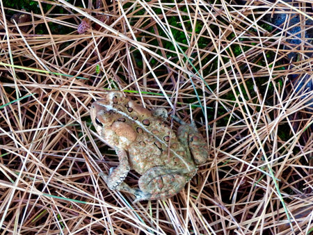 Common toad (Bufo bufo) sitting on pine needles