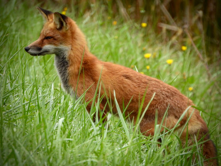 Red Fox (Vulpes vulpes) in the grass.
