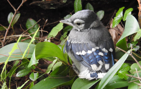 Blue jay, Garrulus glandarius, single bird on leaf, South Africaの写真素材