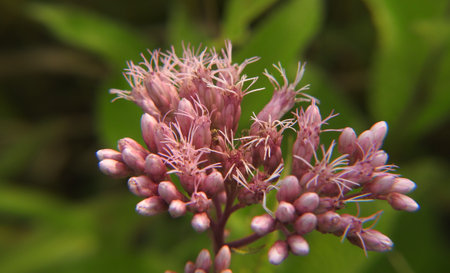 pink flower in the garden, macro photography, shallow DOF
