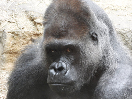 Lowland Gorilla (Gorilla gorilla gorilla gorilla gorilla)