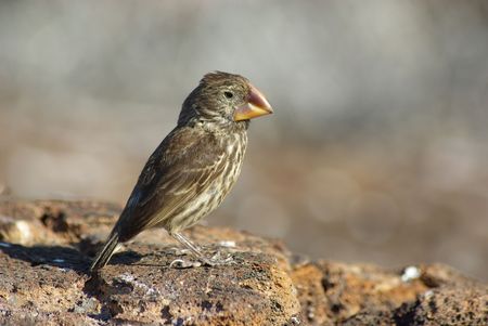 Darwin Ground Finchの写真素材