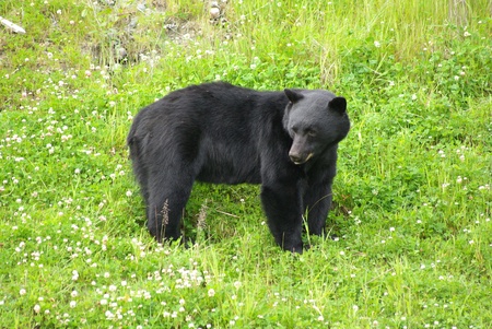 Grazing Black Bearの写真素材