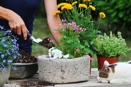 Gardener planting flowers in potの写真素材
