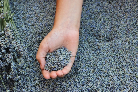 A hand full of lavender seedsの写真素材