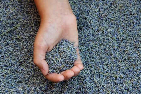 A hand full of lavender seedsの写真素材