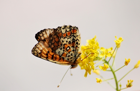 Butterfly on a flowerの写真素材